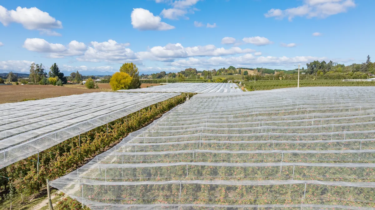 Aerial view of netted orchard blocks in the Nelson region