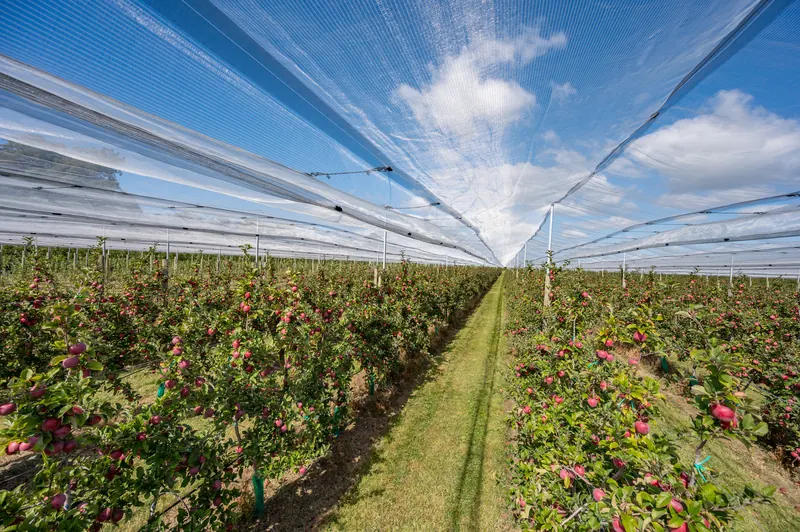 Looking down a row under the SmartNet V canopy