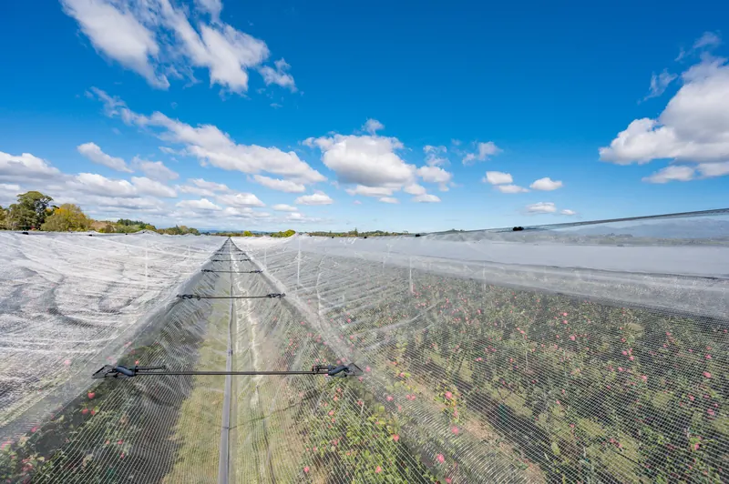 Looking along the top of the netting, with bungee hooks at the V