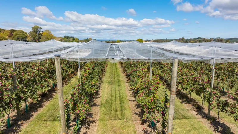 Netting over trellis posts