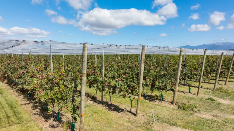 Netted rows on a sunny day