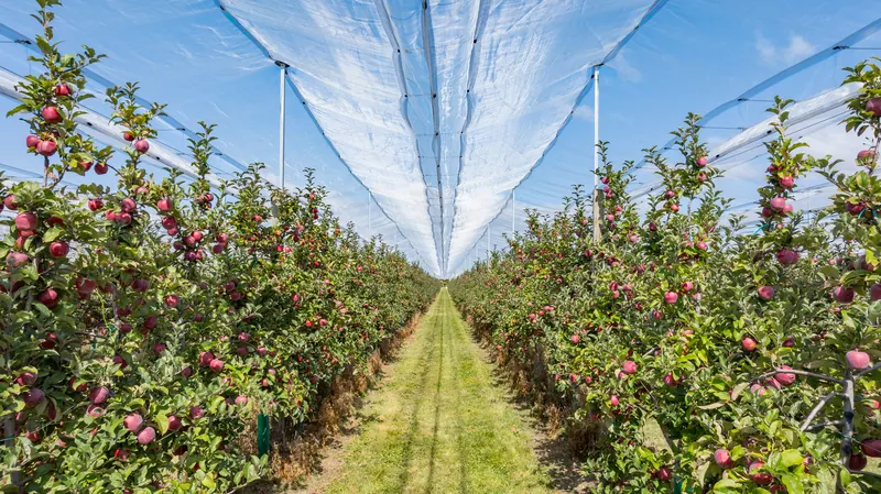 Under the canopy at harvest time