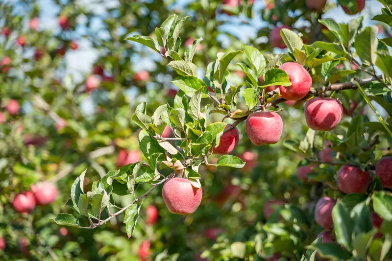 Red apples ripening under SmartNet