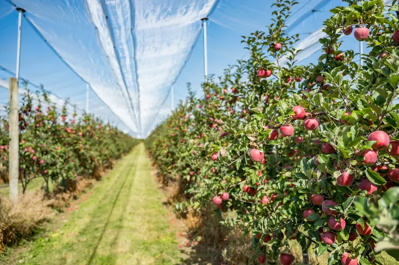Fruit-laden rows under the V canopy